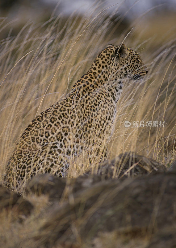 非洲豹(学名Panthera pardus pardus)是一种分布在撒哈拉以南非洲大部分地区的豹亚种。肯尼亚桑布鲁国家保护区。伪装。